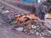 Haiti019