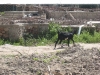 Haiti027