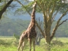 Kenya37.jpg