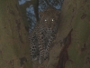 Kenya39.jpg