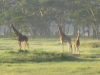 Kenya40.jpg