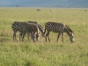 Kenya42.jpg