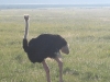 Kenya43.jpg