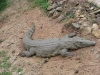 Kenya65.jpg
