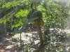 Mexico025